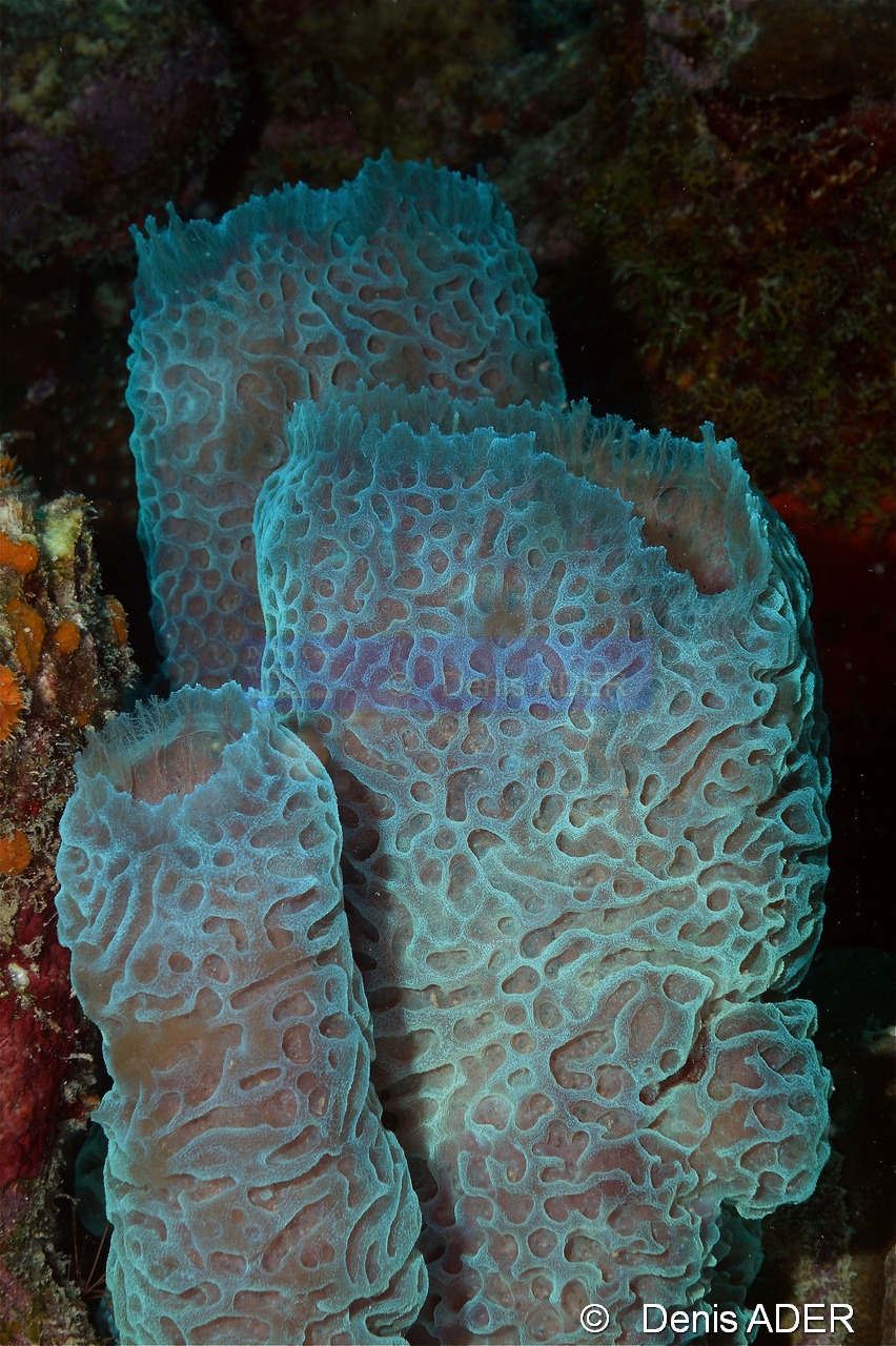 Callyspongia plicifera Eponge fluorescente Bonaire Buddy reef-29m-20120217-Denis-ADER-DSC_6232_tn.jpg